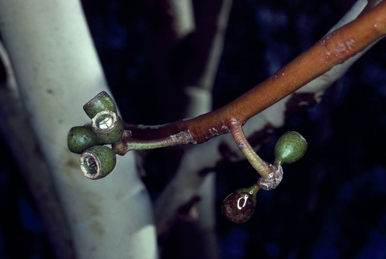 File:Eucalyptus laeliae fruit.jpg