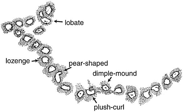 File:Horodyskia variation.jpg