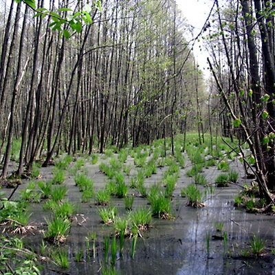 File:Kampinos bagna.jpg