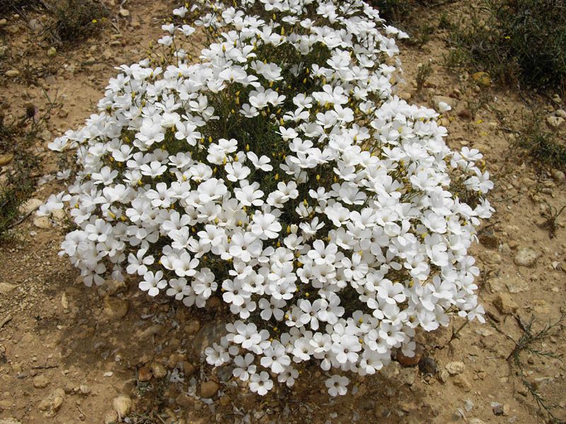 File:Linum suffruticosum 7 (Espagne).JPG