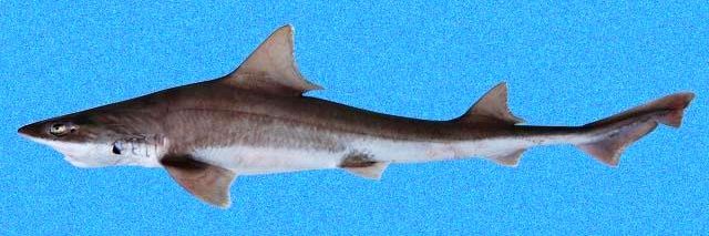 File:Mustelus henlei SI4.jpg