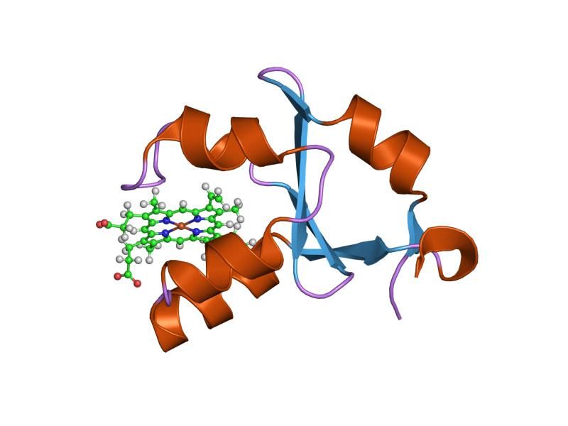 File:PDB 1i5u EBI.jpg