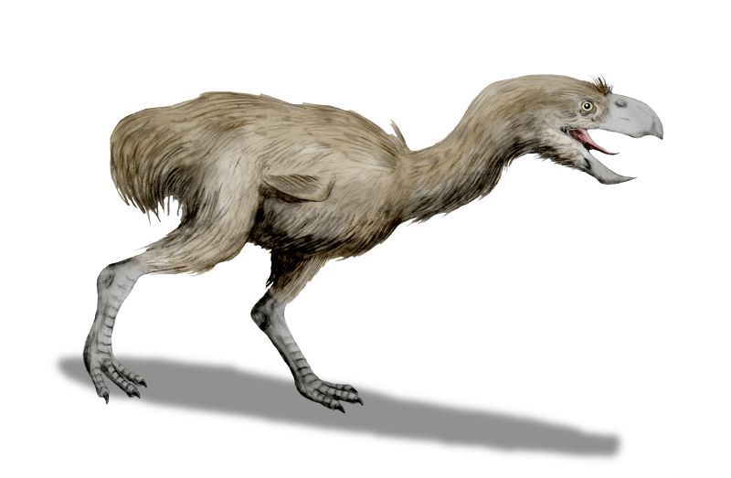 File:Paraphysornis BW.jpg