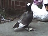 File:Pigeon4.jpg