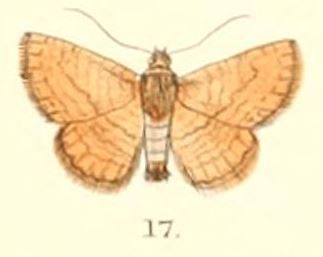 File:Pl.5-17-Striglina strigosa (Moore, 1882) (Sonagara).JPG