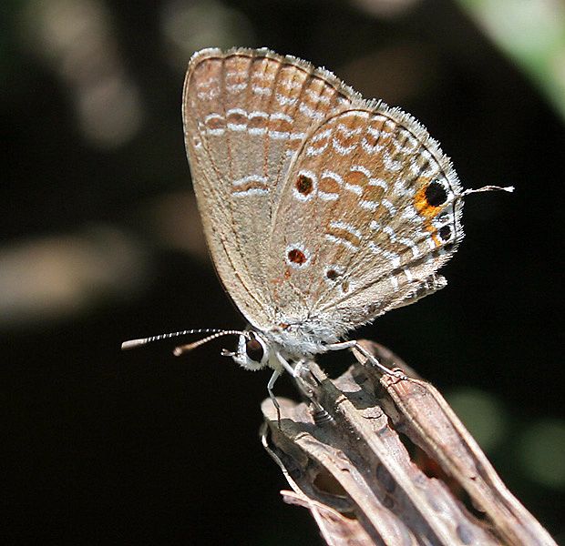 File:Plains cupid (chilades pandava) I IMG 0009.jpg