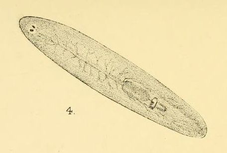 File:Planaria kempi.jpg