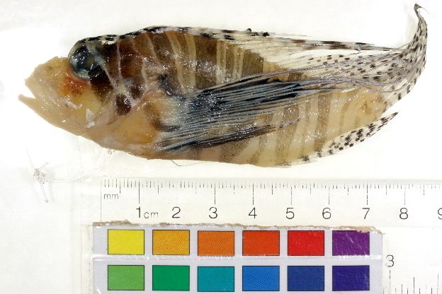 File:Pterois andover HLC-11569+1369927804.jpg