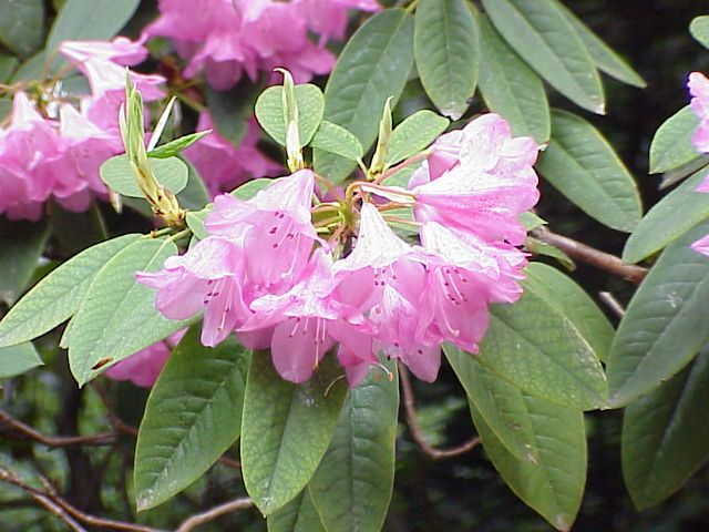 File:Rhododendron adenogynum1.jpg