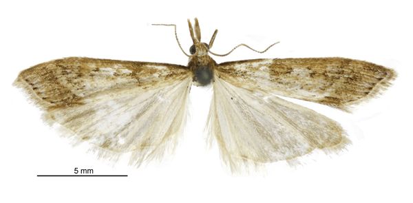 File:Scoparia s.l. turneri male.jpg