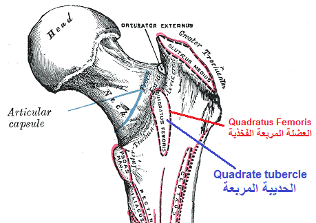 File:Sobo 1909 141 Quadrate tubercle Arabic YM.png