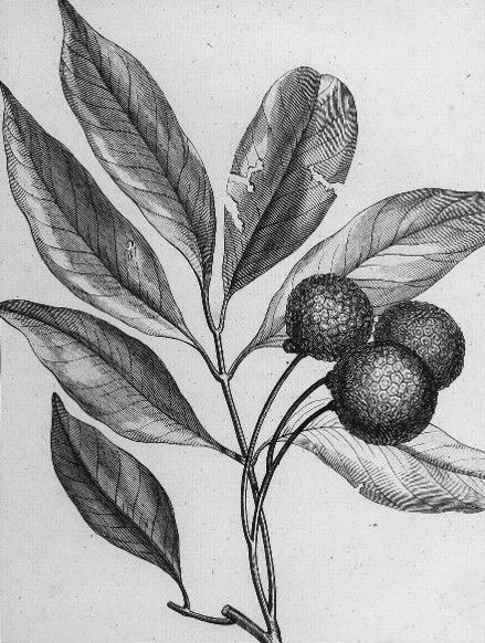 File:Sonnerat litchi.jpg