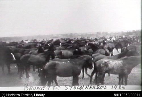 File:Stockhorses used at Brunette Downs..jpg