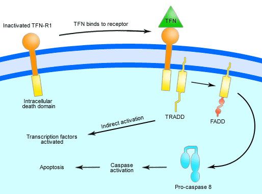 File:TFN-signalling.png