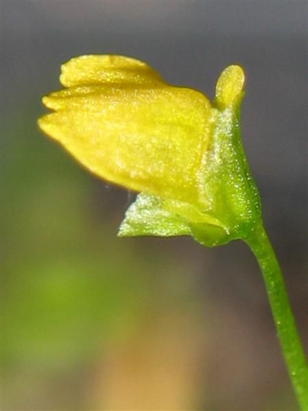 File:Utricularia nana 3.jpg