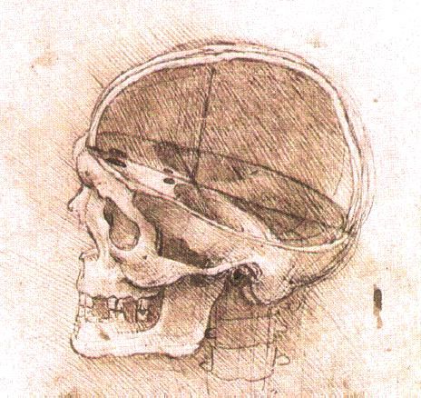 File:View of a Skull II.jpg