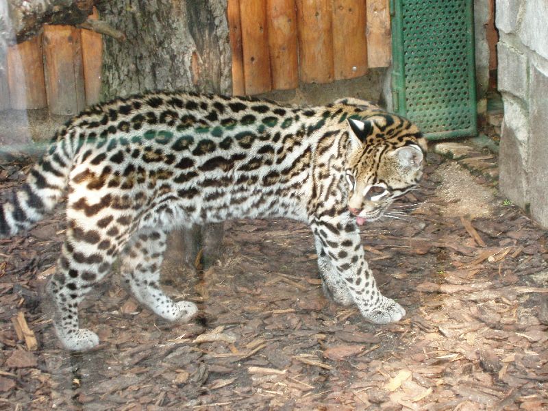 File:ZOO Bojnice - ocelot.jpg