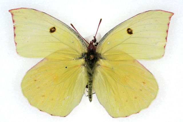 File:Zerene eurydice f.jpg