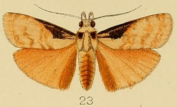 File:023-Polylophota barbarossa Hampson, 1906.JPG