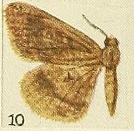 File:10-Fulvaria striata Fawcett, 1916.JPG