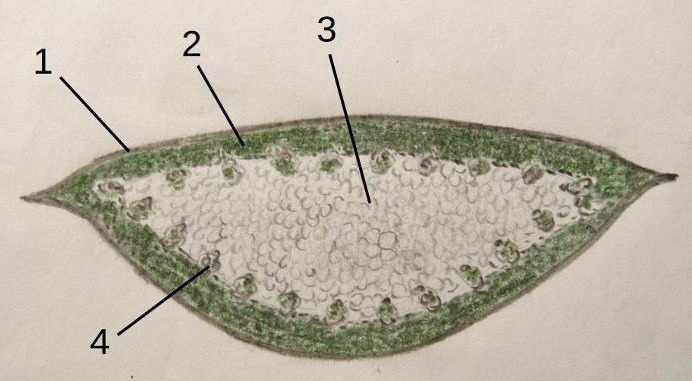 File:Aloe vera cut leaf drawing1.jpg