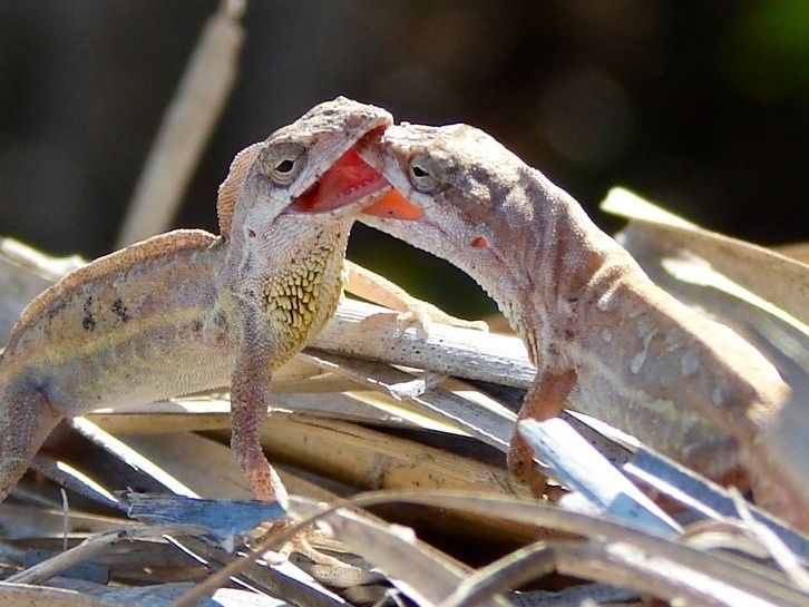 File:Anolis nebulosus 495050.jpg