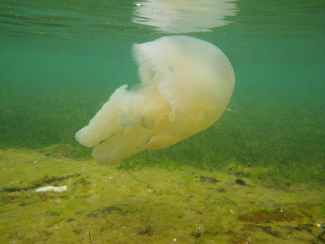 File:Blue Blubber Jellyfish IMGP2098.JPG