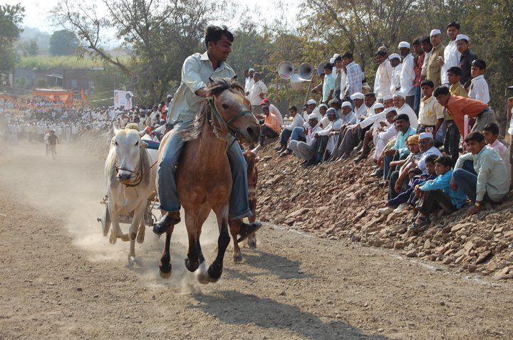 File:Bullock cart Race.jpg