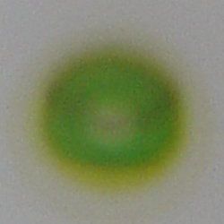 File:Chromatography of chlorophyll - Step 3.jpg