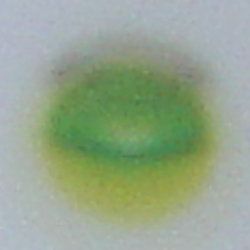 File:Chromatography of chlorophyll - Step 4.jpg