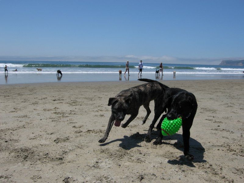 File:CoronadoDogBeach.jpg