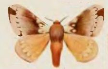 File:Cotana variegata.jpg