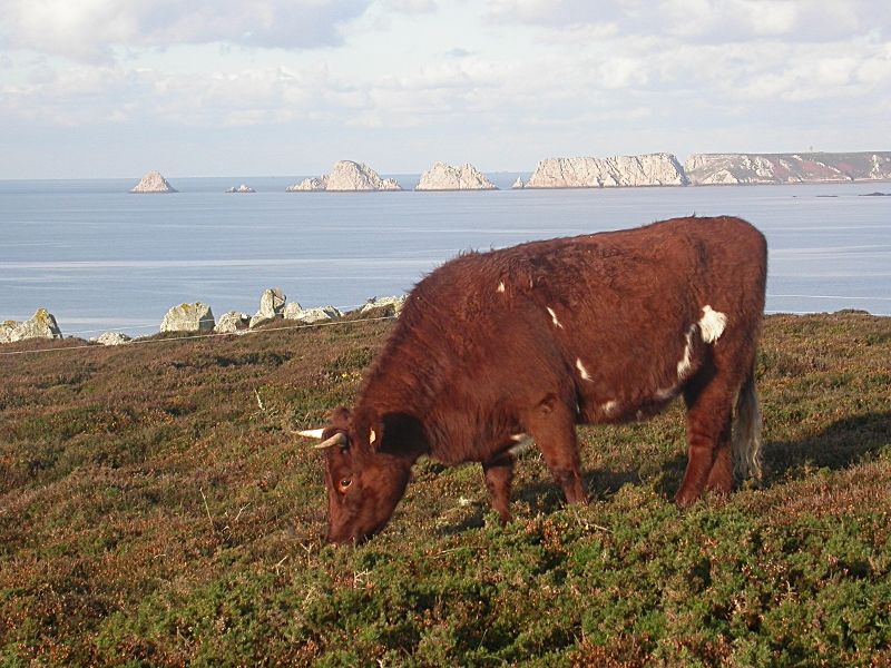 File:Drev chez Yannig Coulomb & Gaëlle Kerléguer.jpg