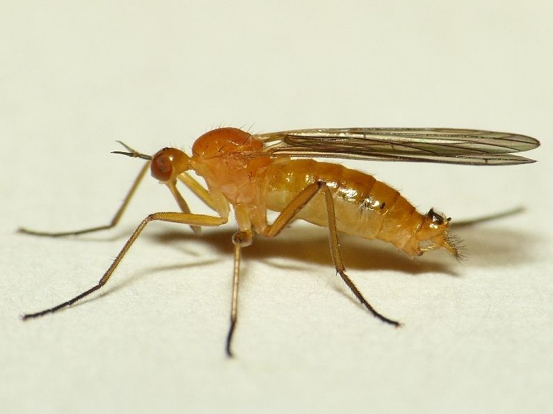 File:Empis lutea.jpg