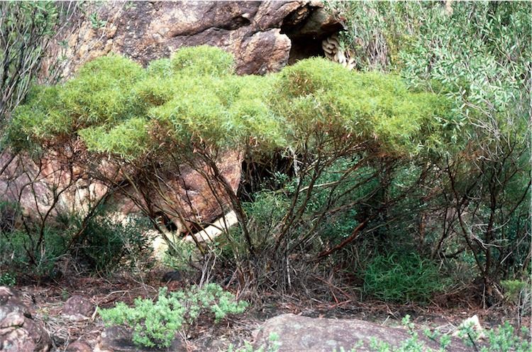 File:Eucalyptus insularis.jpg