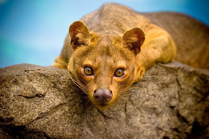 File:Fossa Stare Down (2616261882).jpg