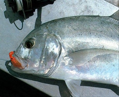 File:Giant trevally lure.jpg