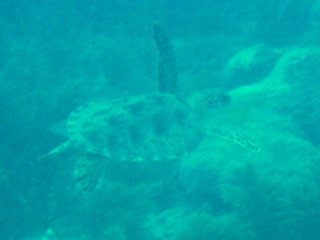 File:Green sea turtle Marker32 2010.jpg