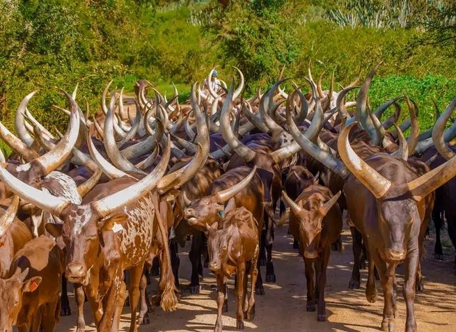 File:Herd of Ankole longhorned cattle.jpg