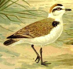 File:Kentishplover71.JPG