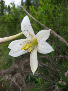 File:Lilium washingtonianum 3.jpg