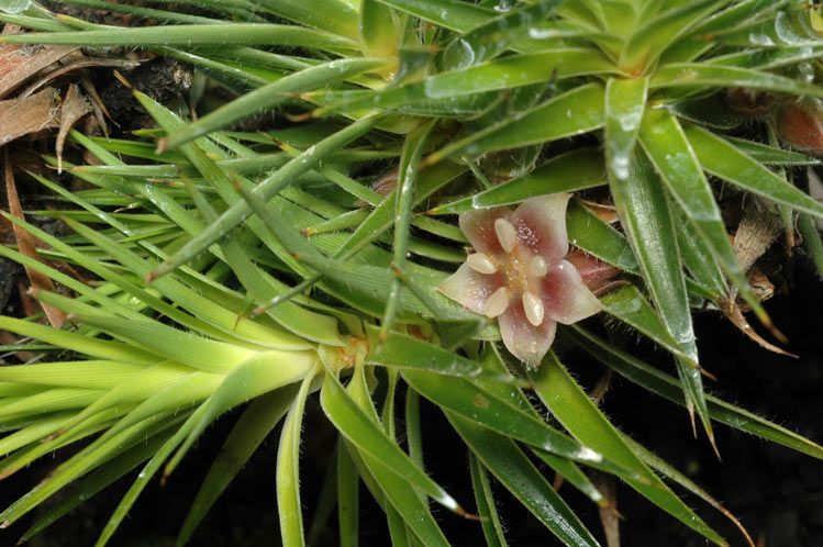 File:Melichrus procumbens.jpg