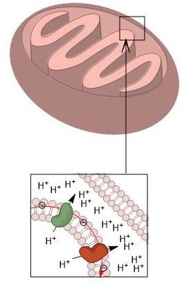 File:Mitochondria Intermembrane pH.jpg