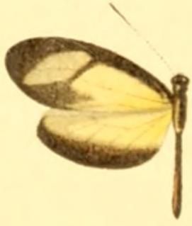 File:Moschoneura pinthous methymna.JPG