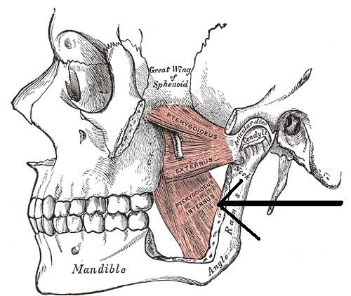 File:Musculuspterygoideusmedialis.png