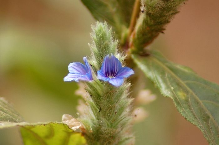 File:Neuracanthus trinervius.jpg