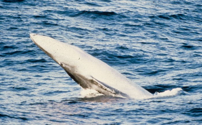 File:Omura'swhale.png