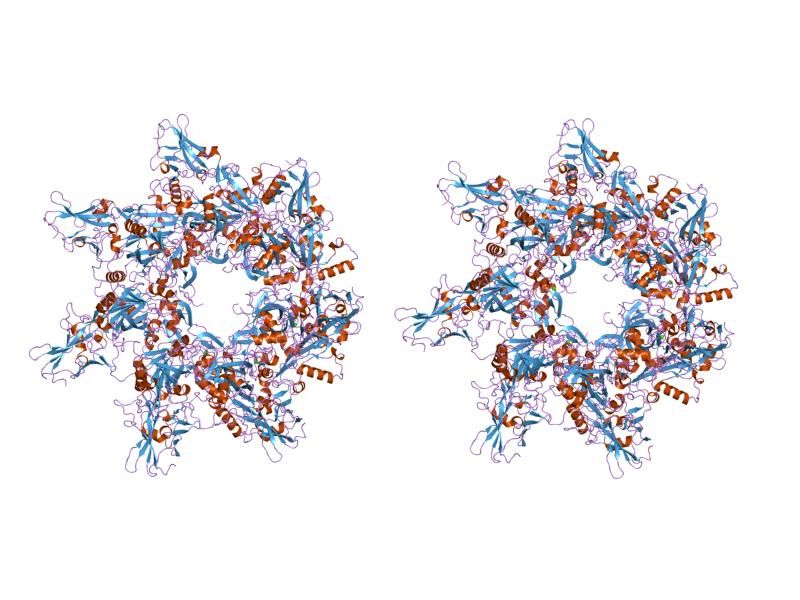 File:PDB 1tzo EBI.jpg