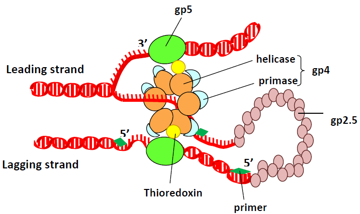 File:Phage T7 replication machinery.png