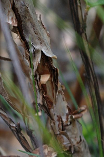 File:Physocarpus monogynus bark1.jpg